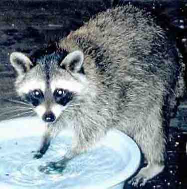 Raccoon – Too Smart by Half – Wildlife Center of Texas