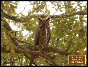 Parent great horned owl